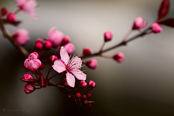 Sakura... vörösréz nyaklánc tenyésztett igazgyönggyel